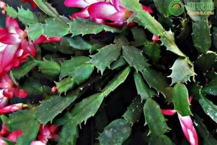 施特加复合肥公司简介