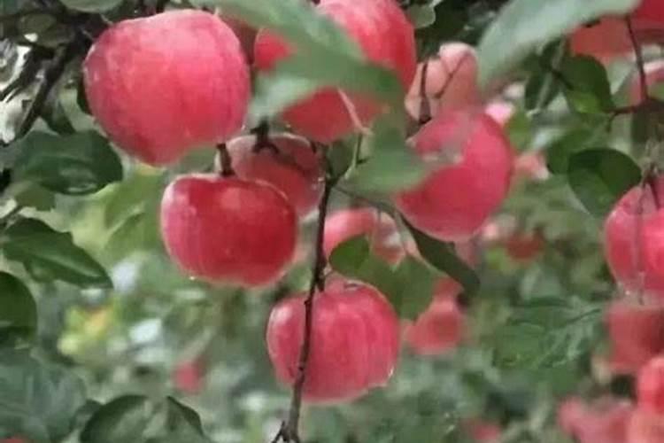 苹果树施什么有机肥最好？