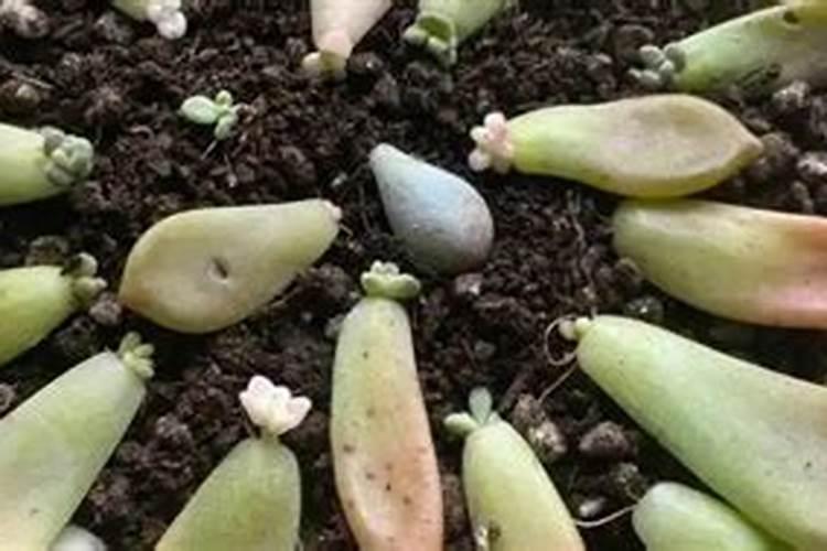 松红梅怎么施肥