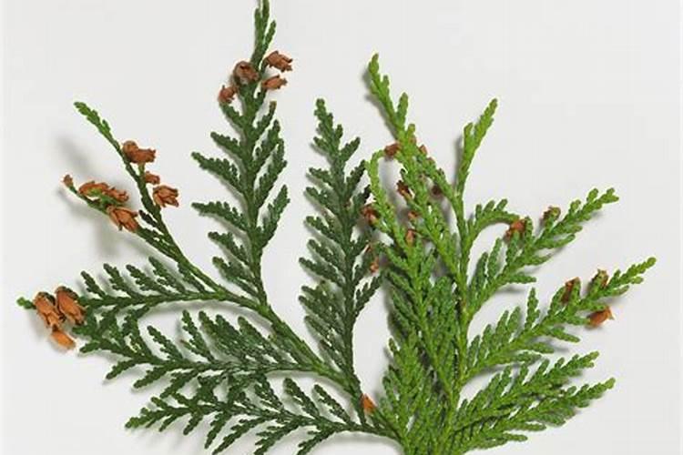 侧柏施肥用什么肥料