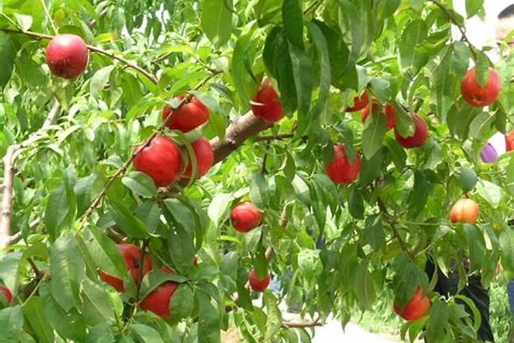 油桃种植用什么肥料可使果实更硬更甜