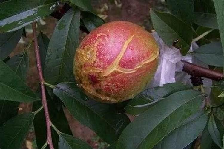 怎样让桃子长的大又好看