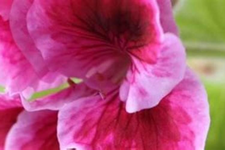 蝴蝶梅的叶子发干发黄怎么办