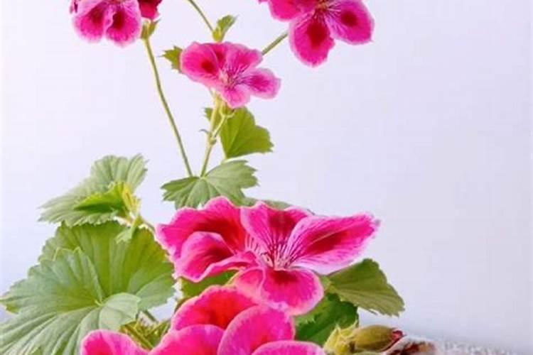 蝴蝶梅天竺葵的养殖方法和注意事项