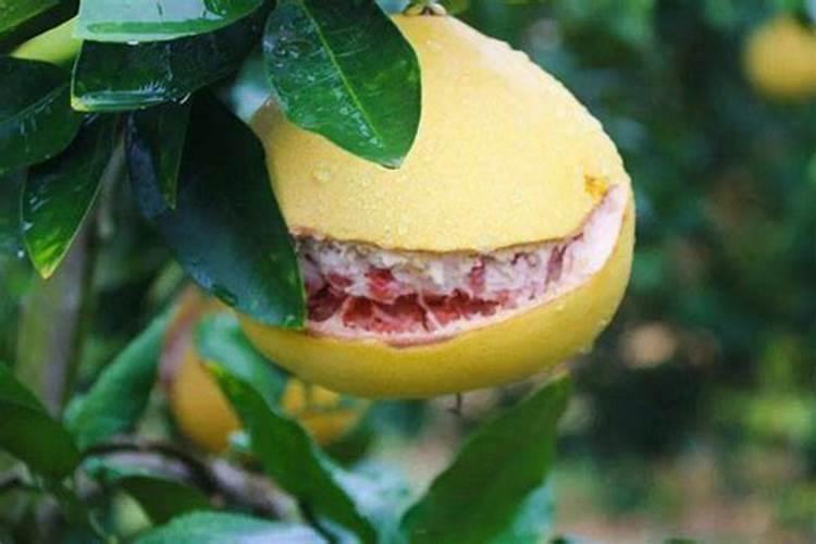 甘蔗施肥应该施什么样的钾肥为好