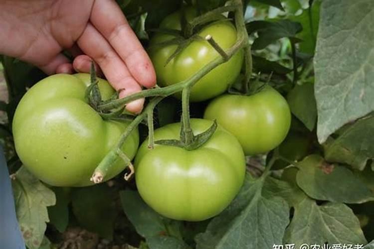 氨基酸水溶肥十大品牌