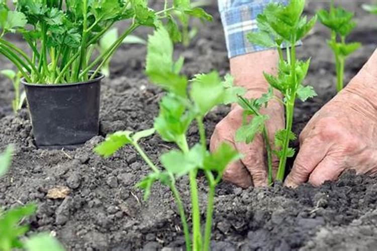 芹菜施肥方法 养殖的技巧是什么