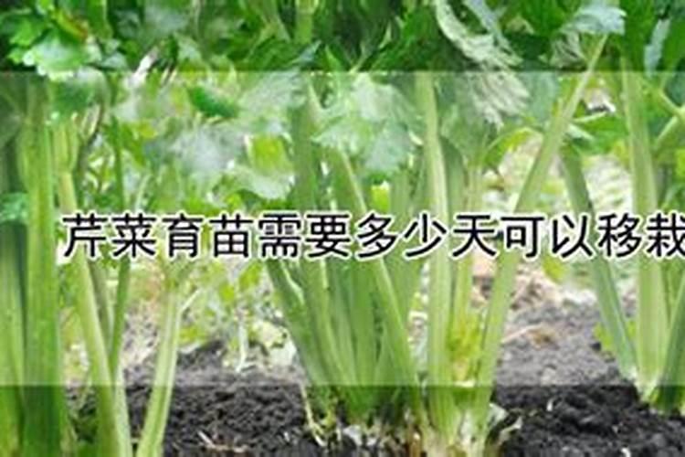 芹菜移栽后多少天可以施肥 芹菜移栽后多少天能施肥