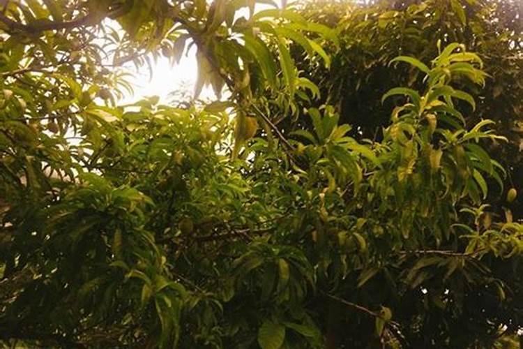 用什么养护长寿花肥效足