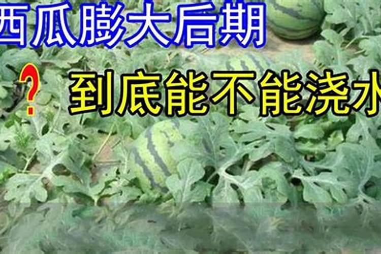 西瓜成熟后不甜怎么办