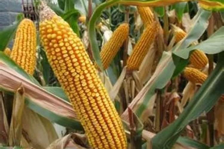 玉米一次性施肥多深 施加什么肥料好