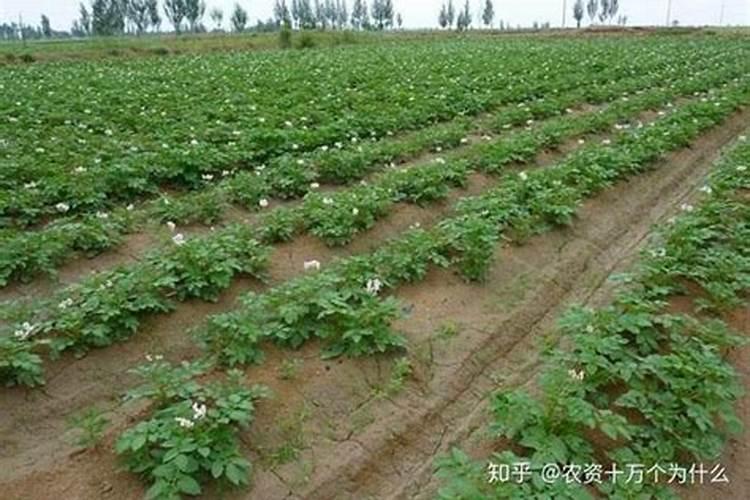 西瓜播种后几天出苗？