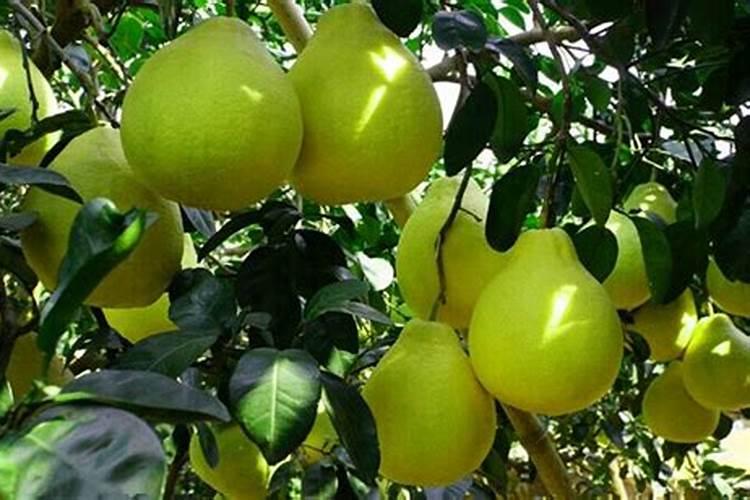 悬浮肥料一亩地冲施多少斤合适