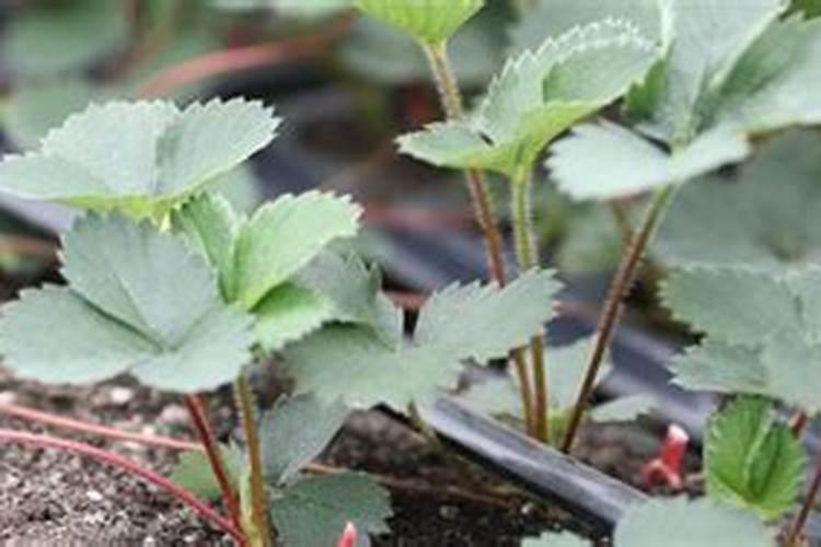 如何养殖兰草 兰草开花方法和注意事项