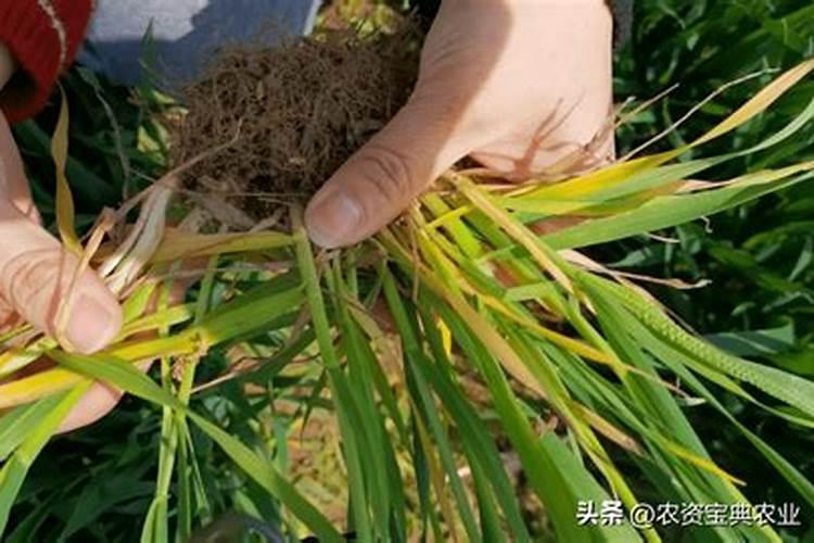 石榴发芽前应该施用什么肥料？