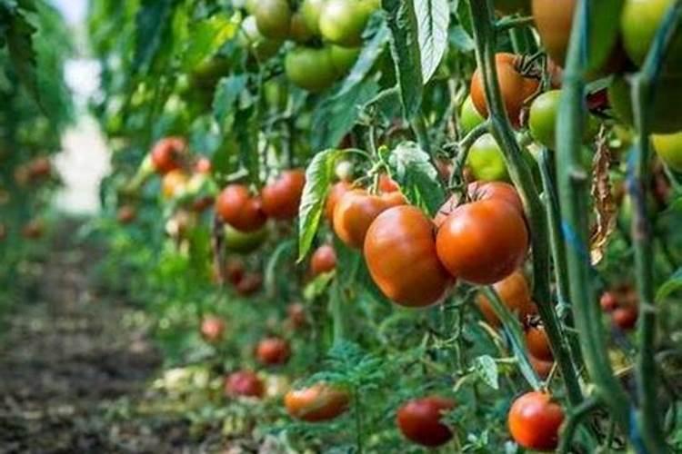 玉米苗后除草剂可以和芸苔素内酯一起用吗