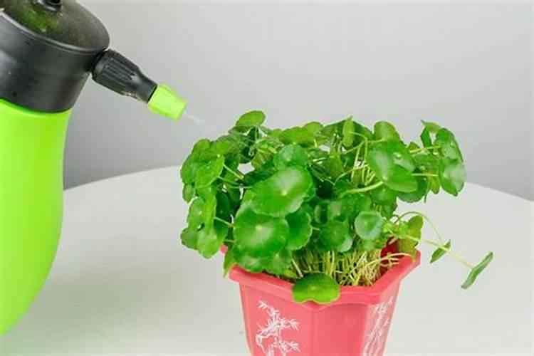 芸苔素内酯对棉花有什么用途以及使用技术和注意事项有哪些？