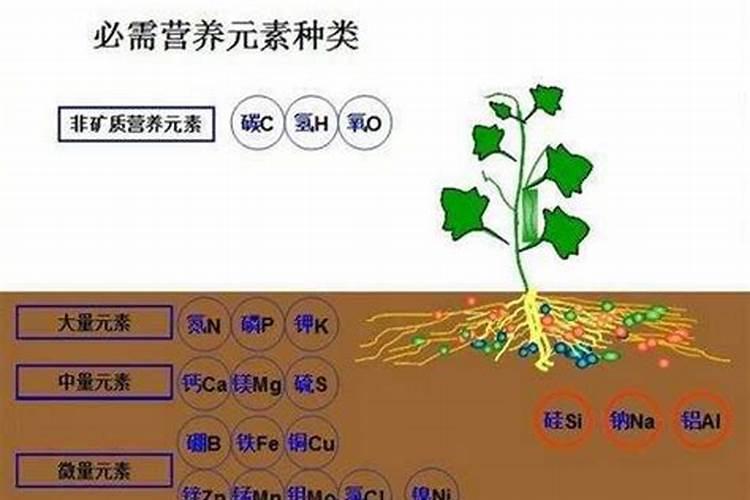 哪种叶面肥能让叶子又肥又大