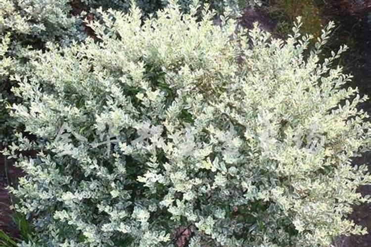 桃树什么时间打上色药