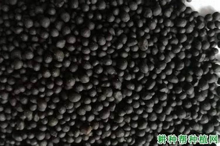 红果冬青树的种植方法