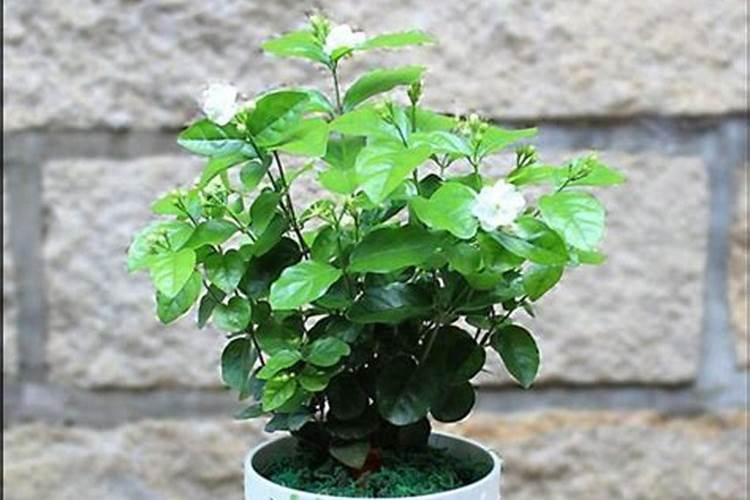 茉莉花修剪后如何正确使用催花肥