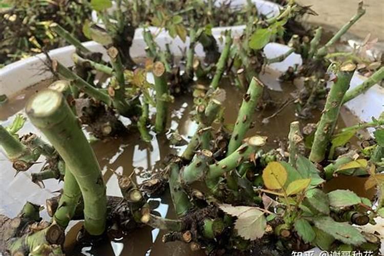 黄腐酸钾的作用,附使用禁忌