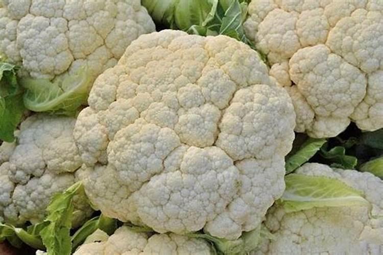花椰菜需肥特点