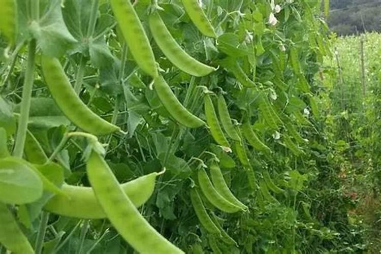 荷兰豆中期结豆用什么肥料