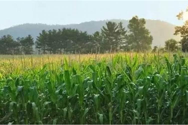 玉米上,锌肥和硼肥能不能配一起使用？玉米花期可以吗？