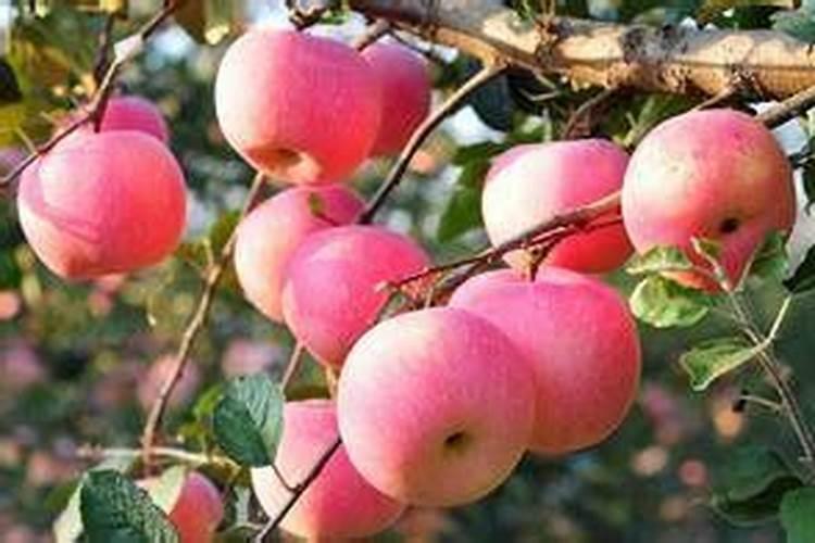 种土豆施什么底肥好？