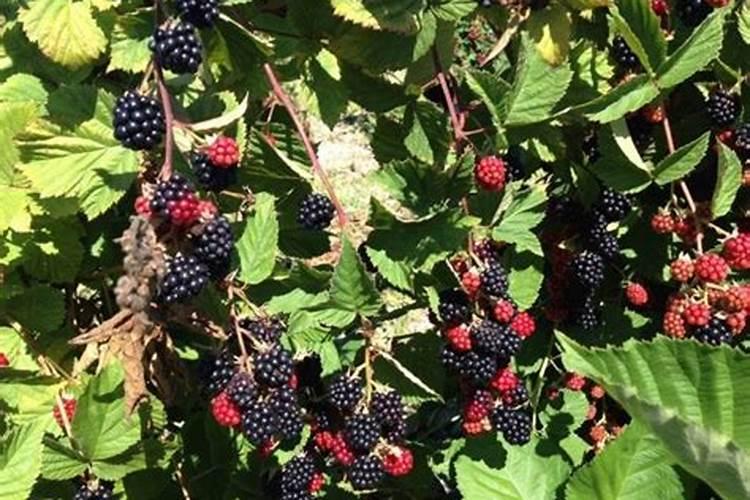 黑莓种植需要什么环境 黑莓生长需要什么条件