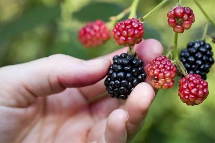 黑莓种植技术
