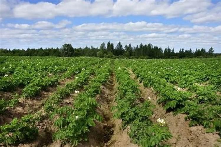 磷酸工艺突破为破解磷石膏困境迈出关键一步