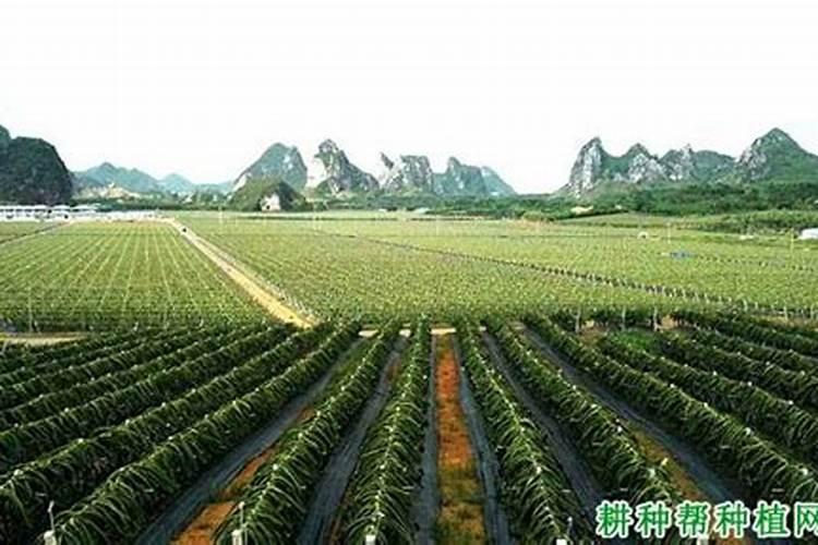 马铃薯第一次彭大期用什么肥