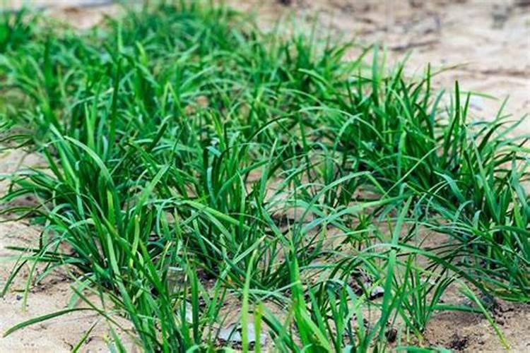 铁林旅游景点介绍 铁林是什么地方