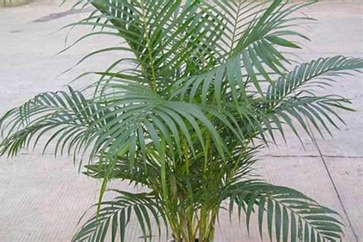 花多多10号适合浇什么？