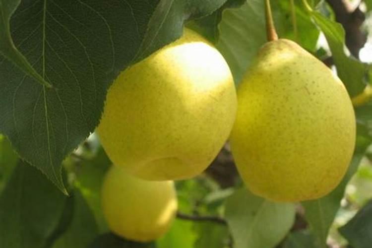 盆栽玫瑰花施肥施什么肥料