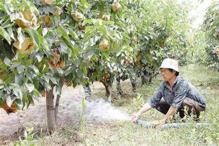 果树喷药和叶面肥6小时后下雨药液有无影响？