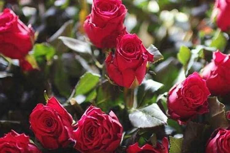 玫瑰花怎么施肥,玫瑰花施氮磷钾肥最为合适