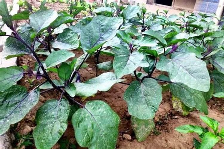 花卉每次换水需要加营养液吗 花卉每次换水是否需要加营养液