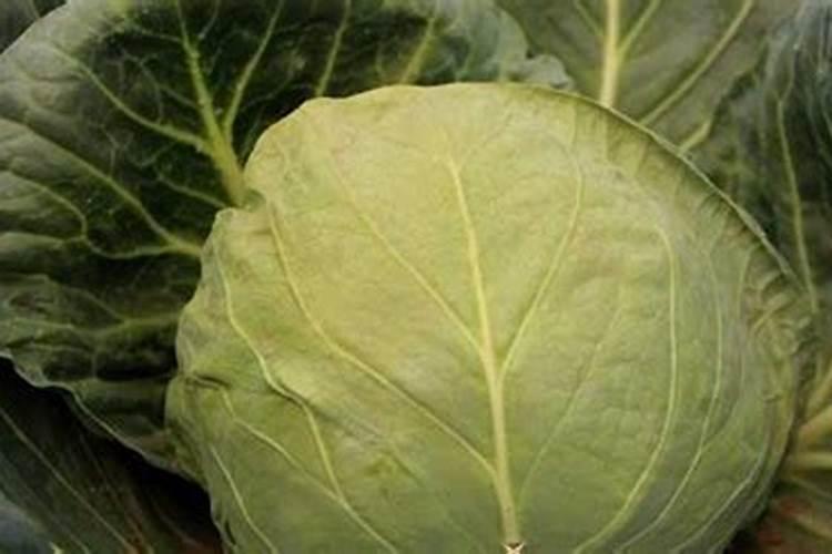 香菜追肥应该施什么肥料最好(香菜施什么肥料长得快)