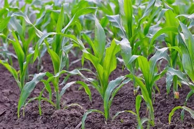 玉米控旺能加叶面肥吗