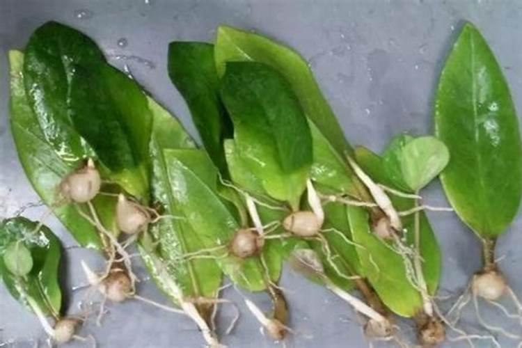 茶叶育苗方法 怎样育茶叶苗