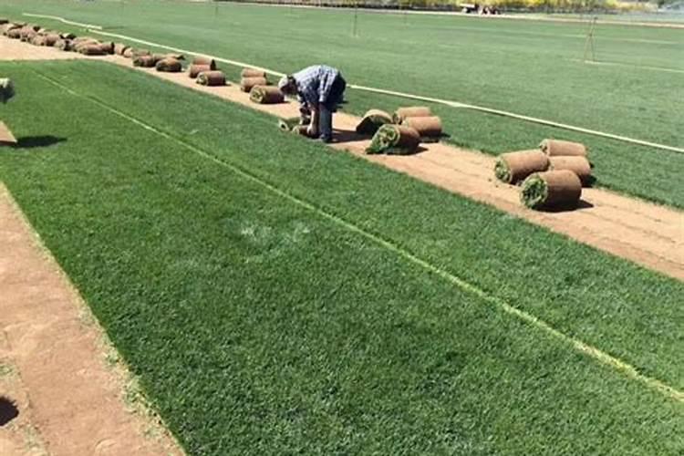 成都12月的月季到北京会冻死吗