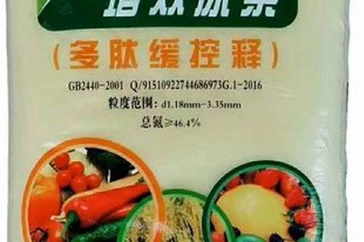 月季花冬天在室外会冻死吗