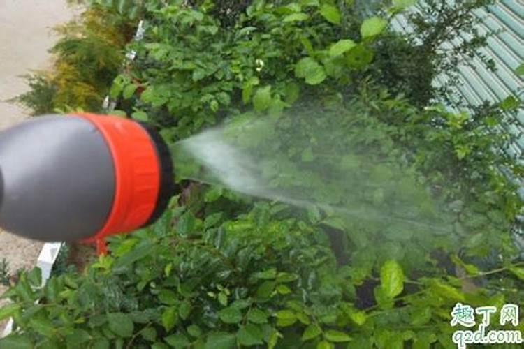 烟灰在什么情况下浇花