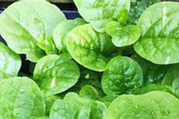 木耳菜施什么肥长得快