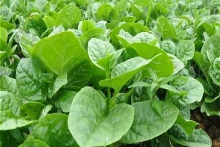 木耳菜多久施一次肥