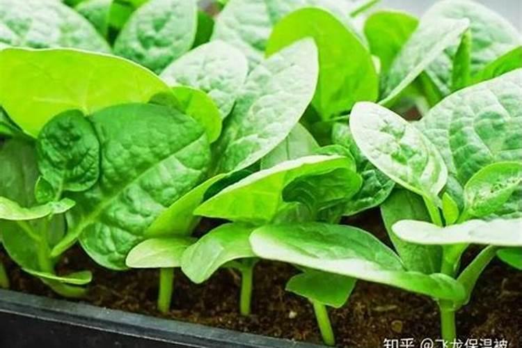 木耳菜的种植技巧 木耳菜如何种植