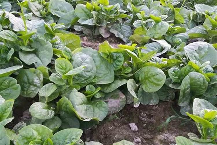 木耳菜如何过冬,4种方法使其安全越冬